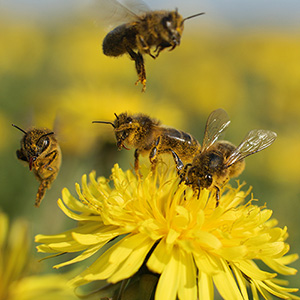 Dewar Apiaries Bee Stock